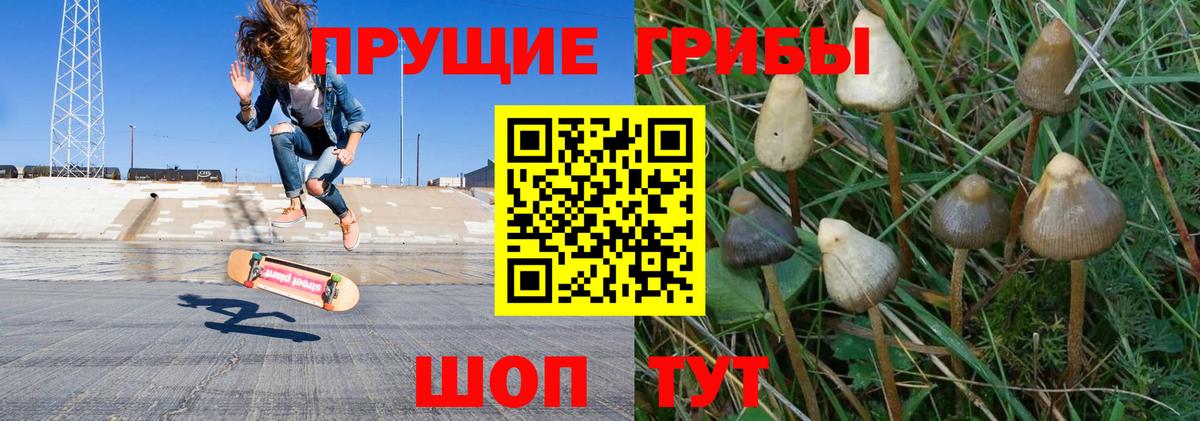 Кызыл  Псилоцибиновые грибы Psilocybe  Вход с VPN 